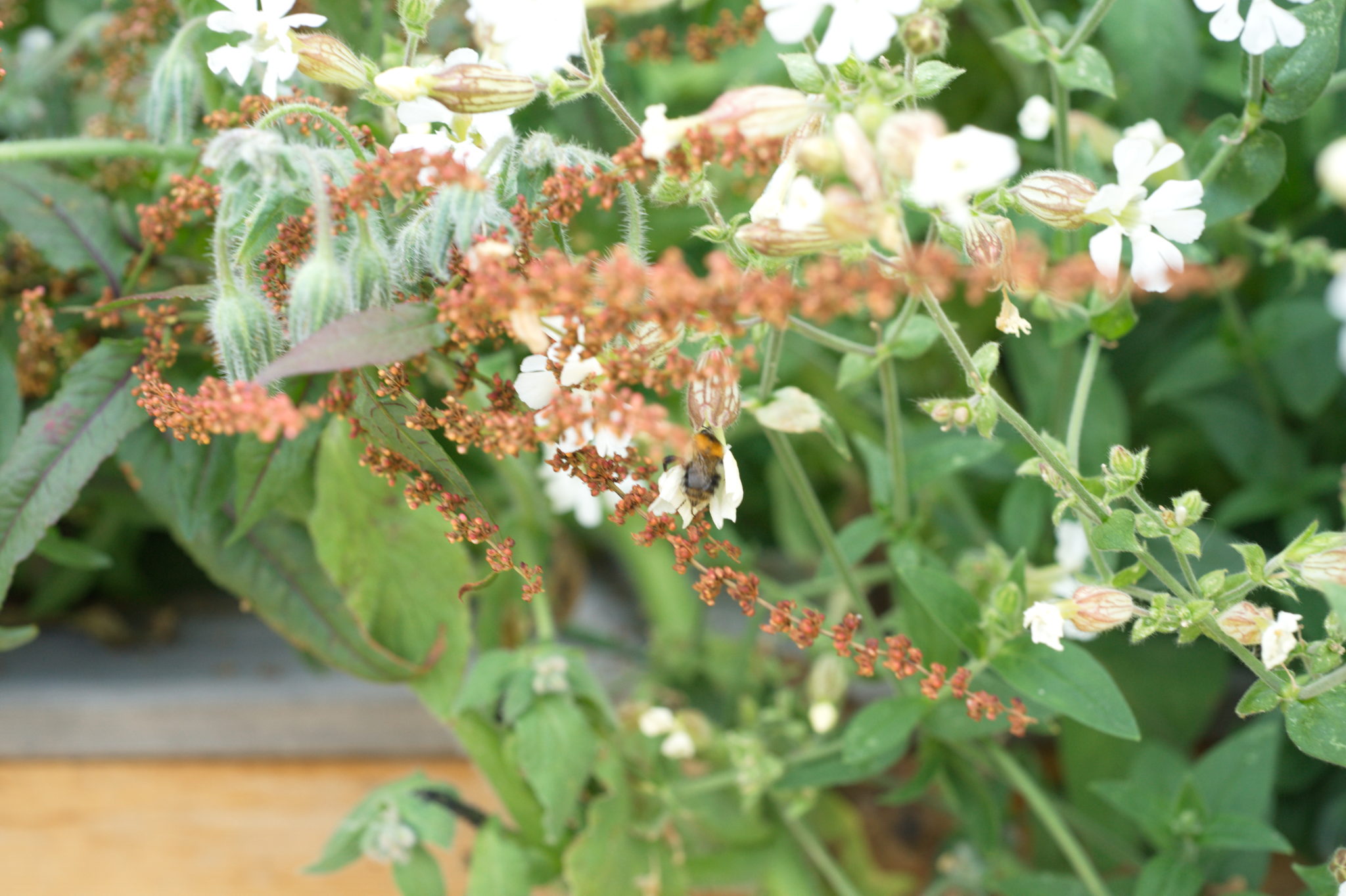 20210721  Gruen(t)raumHeimfeld 012